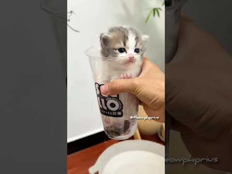 This Kitten Has Found You😻💕#cute #kitten #cat #meow #kitty #kittens #funny