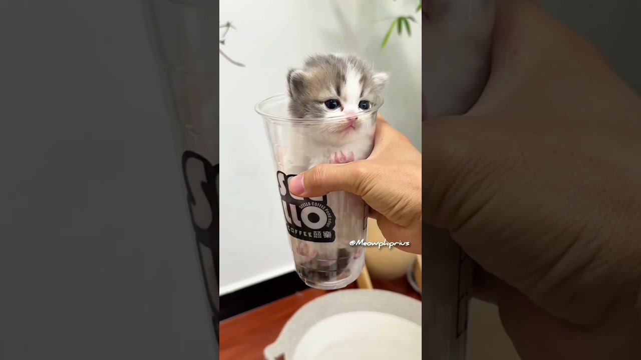 Libby - FOR TESTING - Not Adoptable, a ADOPTABLE American Curl in Bettles, AK video 6/6