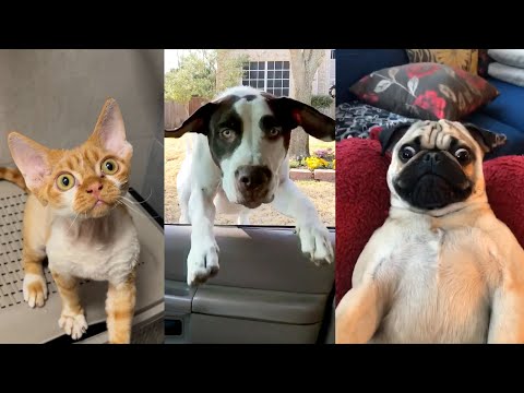 ULTIMATE Cat and Dog Videos! | FUNNIEST Pets