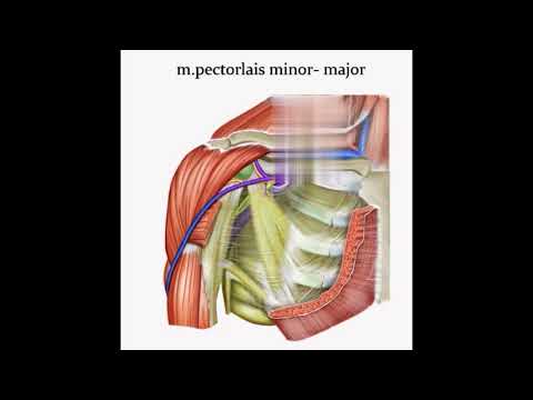 Ovádi Vivien FAZER terápia # MELLIZOM SÉRÜLÉS