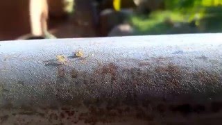 Ant Trail Pheromone..