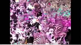 Animal Collective - Lion in a Coma