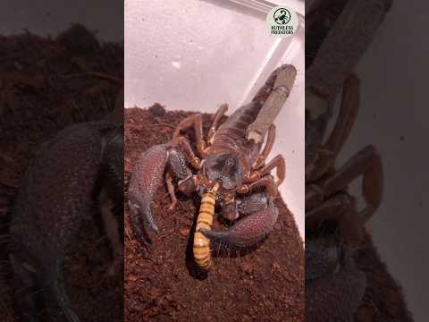 One of the World’s Largest Scorpions | The Nocturnal Monster of India’s Forests