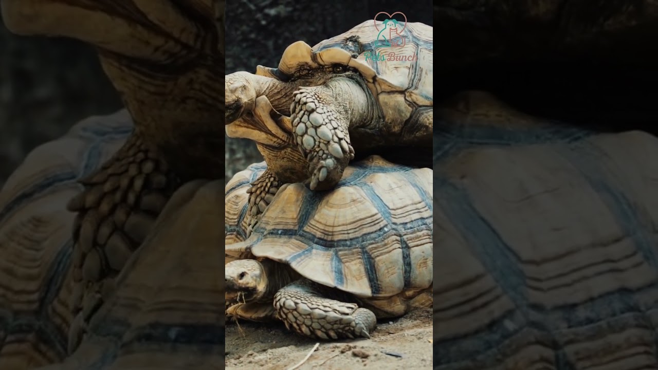 Why Do Turtle Slap Each Other? #shorts #pets #petlover #turtle #turtlefights #turtles