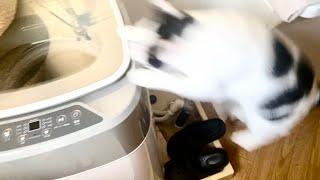 洗濯機にジャンピングうめち