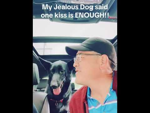 The most jealous dog I’ve ever seen 😂#funny #dog #jealous #pet #Love