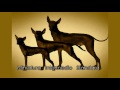 Xoloitzcuintle - El xoloitzcuintle. Xoloitzcuintle - El xoloitzcuintle.