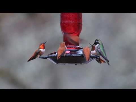 Hummingbirds Version 1