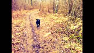 Innan löven faller - Raubtier cover (förb. Ver)