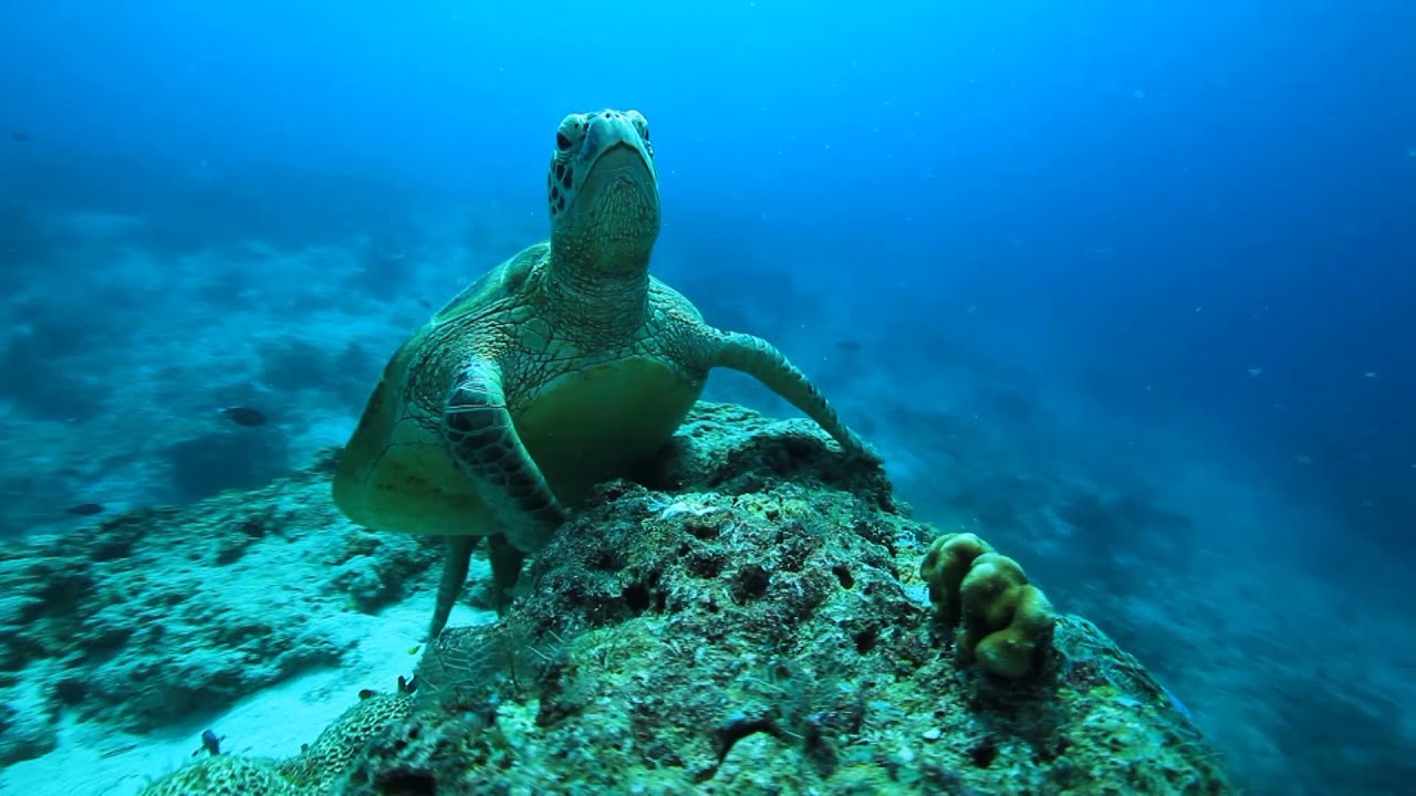 Ocean 海 Taiwan Film Festival UK Premiere 29 November 2020