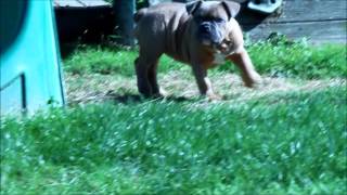 Angel - Female Olde English Bulldogge For Sale - Brickhouse Bullies