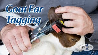 Goat Ear Tagging