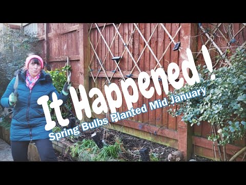 それは起こった！ （1月中旬、ついに春の球根を植えました！）