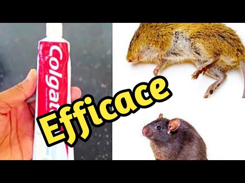 Comment éliminer les rats et les souris avec du dentifrice