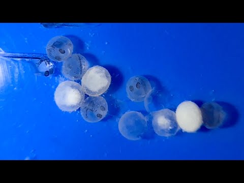 Baby goldfish hatching from their eggs!