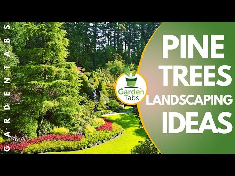 Pine Trees Landscaping Ideas