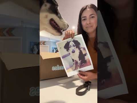 Zulma's Once in a Lifetime Dog | MyPetsies©