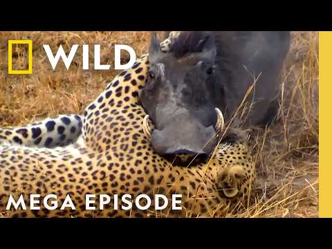 Deadly Revenge, Blood Feuds, & Epic Battles | Animal Fight Night MEGA EPISODE | Nat Geo Animals