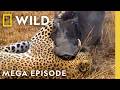 Deadly Revenge, Blood Feuds, & Epic Battles | Animal Fight Night MEGA EPISODE | Nat Geo Animals