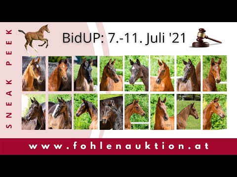 1st Austrian foal online auction - WWW.FOHLENAUKTION.AT