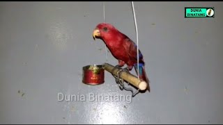 Download lagu Burung Nuri Merah Yang Lucu mp3