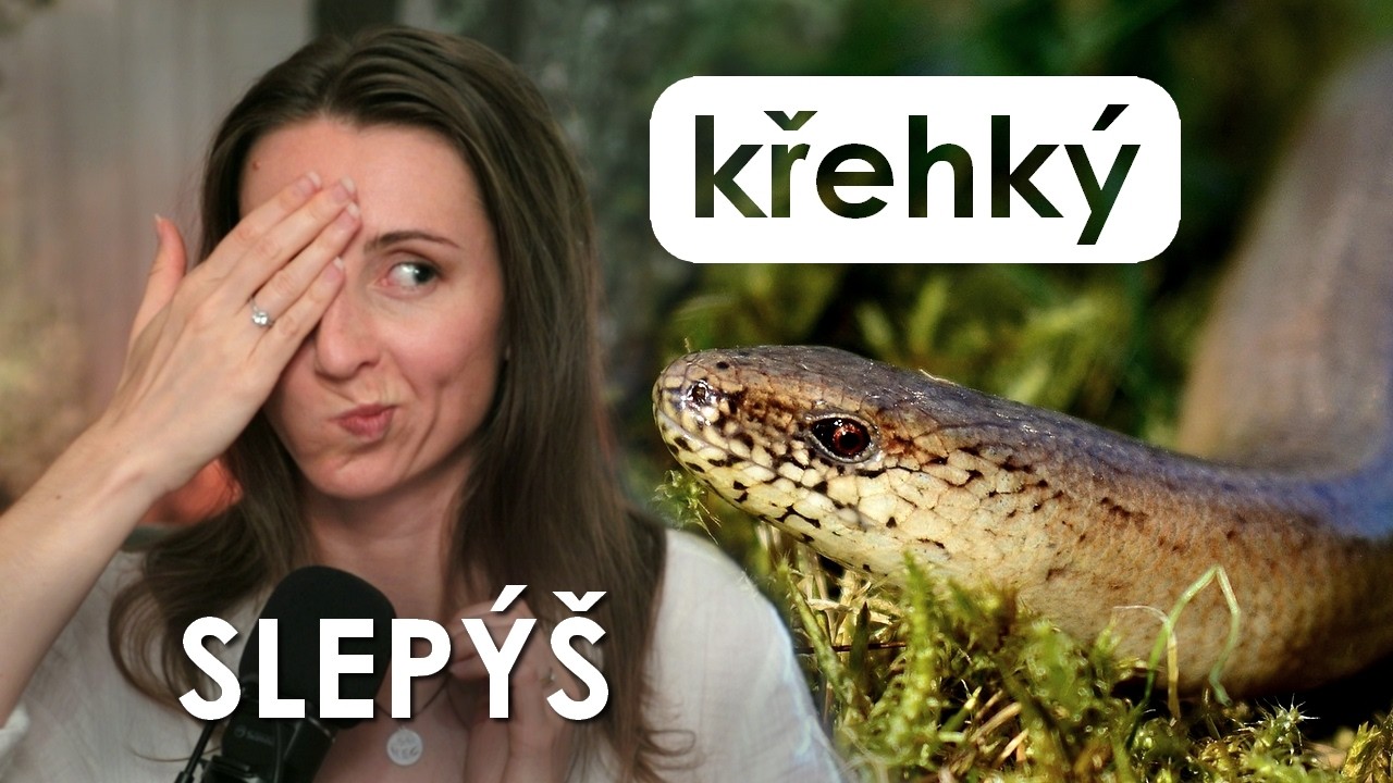 Slepýš - had nebo ještěrka?
