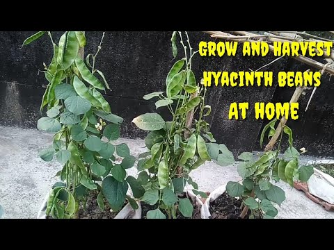 Grow And Harvest Hyacinth Beans || How To Grow Shim From Seeds || Hyacinth Beans Or Shim