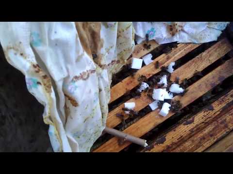 Состояние пчел после подкормки сахаром рафинадом.Подкормка сахаром.