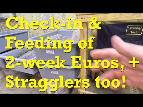 First feeding since launch of ENC worm bins 2 weeks ago & visit stragglers - vermicompost