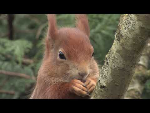 Red Squirrel - The British Mammal Guide