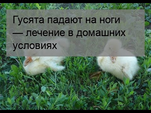 , title : 'Гусята падают на ноги — лечение в домашних условиях'