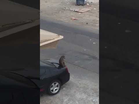 قرود في حي الرغامة بجده