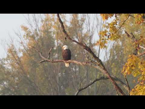 Erie, PA Fall Foliage & Activities