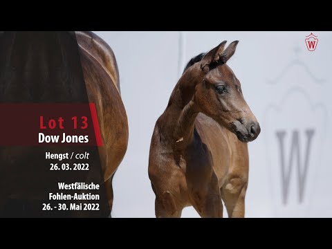 Fohlen-Auktion 26. - 30. Mai Lot 13 Dow Jones Hengst v. Dynamic Dream - L' Espoir