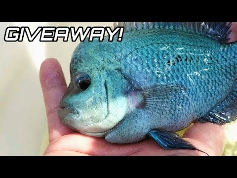 Colorful Aquarium Fish GIVEAWAY