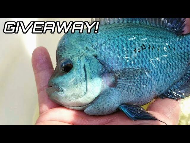 Colorful Aquarium Fish GIVEAWAY