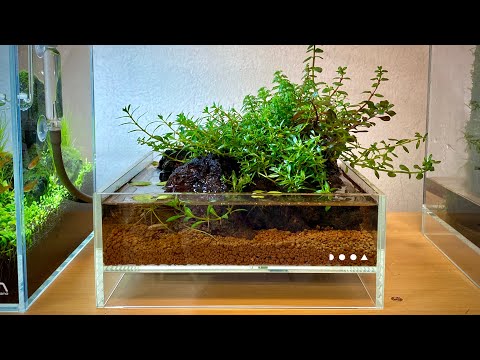 A Tiny Aqua Terrarium Setup - Scaping in DOOA Neo Glass Air 20x20x8cm