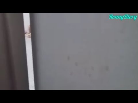 SKODENG Jelas main dalam bilik