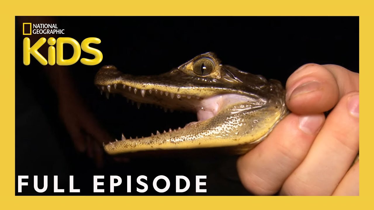 Animal Invaders | Weird But True! | S1 E10 | Full Episode | @natgeokids