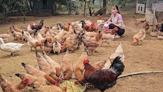 Make food for broiler chickens, transfer chicks to the chicken farm. ( Ep 244 ).