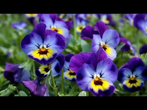 Opwekking 396 en 397 Het feest en Jezus woont in mijn hart