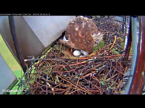 Patient Incubation By Big Red On Rainy Day In Ithaca, New York — March 28, 2018