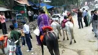 preview picture of video '703  KUFRI SHIMLA  TRAVEL  VIEWS by www.travelviews.in, www.sabukeralam.blogspot.in'