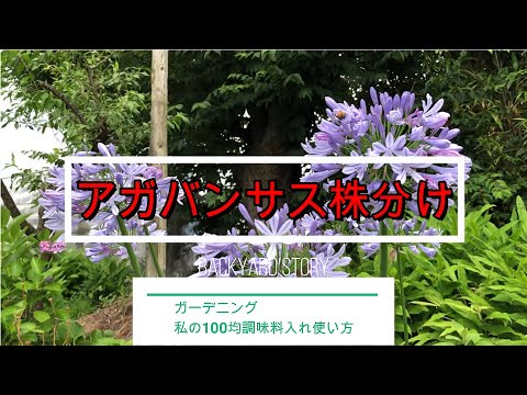 アガパンサスの群生