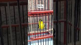 Download lagu sirtu sumatera /sirtu kepala hitam #burungmerdu #sirtujantan #birds #burungkicaudialamliar mp3 Download lagu sirtu sumatera /sirtu kepala hitam #burungmerdu #sirtujantan #birds #burungkicaudialamliar mp3