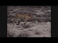 Enormous Male Leopard Walks Past An Adult Wildebeest Kill