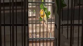 Download lagu pancingan kenari jantan handal,,betina birahi langsung ngiwir dengar suara ini mp3