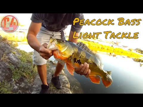 Light Tackle Peacock Bass Fishing