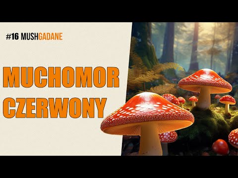 16# - Muchomor Czerwony. Amanita Muscaria. 🍄