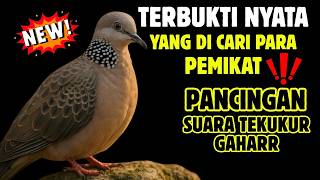 Download lagu Suara Tekukur Gacor Terbaru 2026 Cocok Untuk Pancingan Dan Pikat | SUARA TEKUKUR ALAM mp3